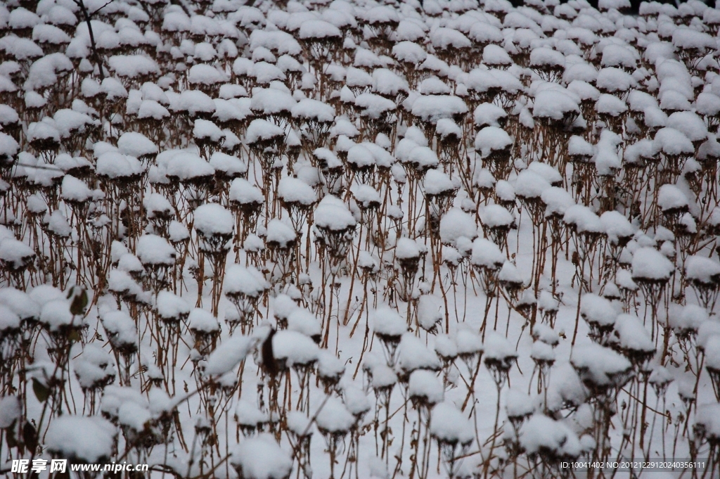 大雪