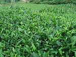 茶地