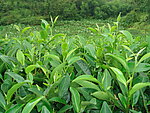 茶树