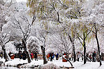 赏雪