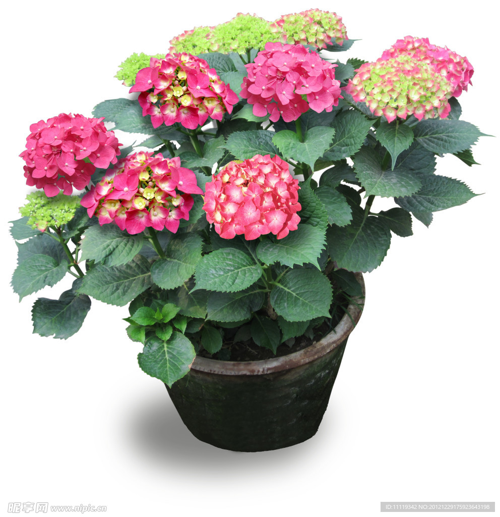 绣球花