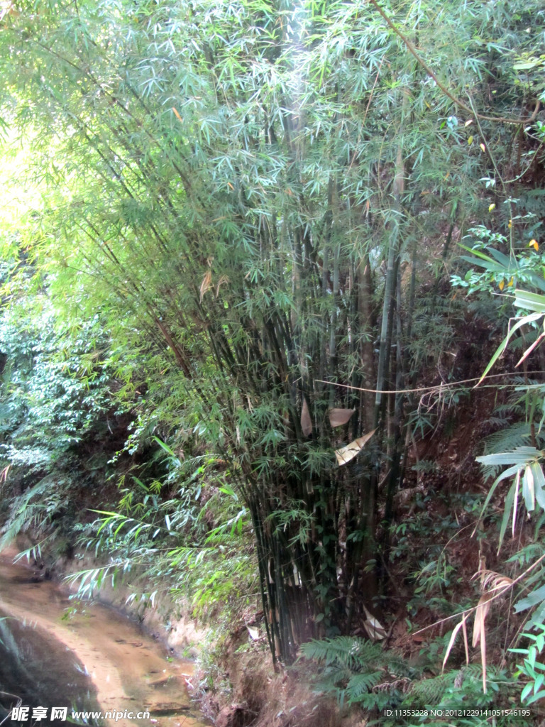 竹林