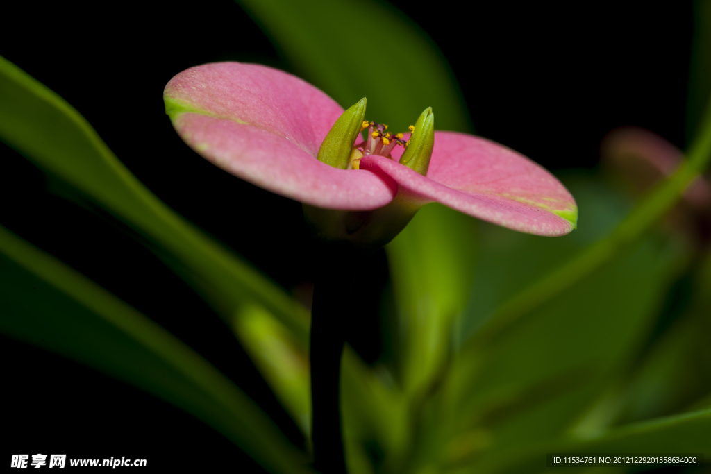 刺梅花