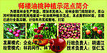师楼油桃种植示范点简介