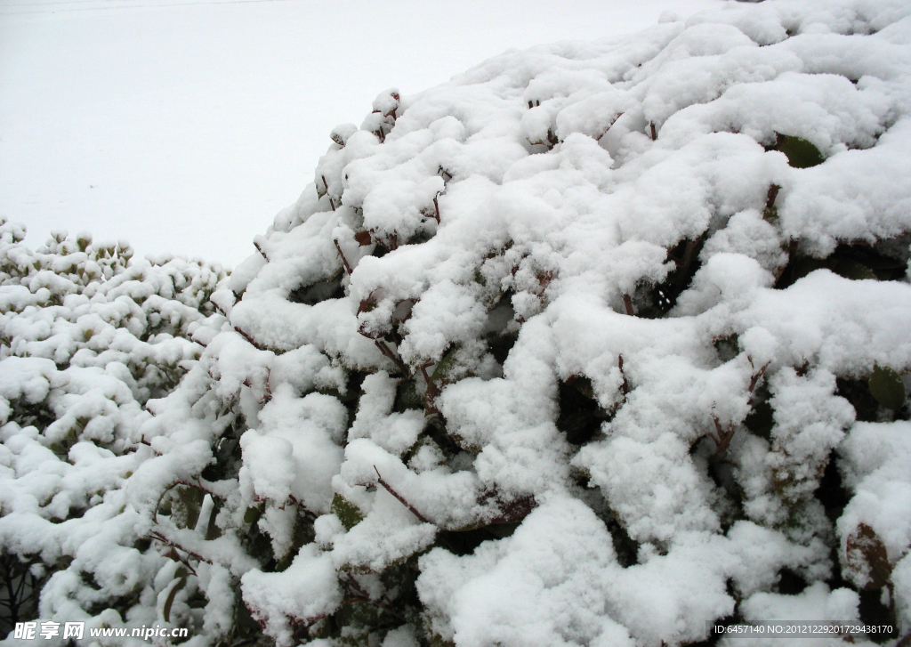 树上的雪