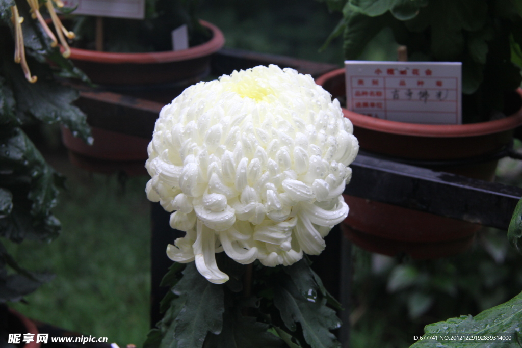 菊花