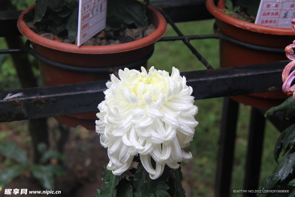 菊花