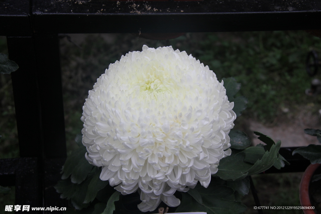 菊花