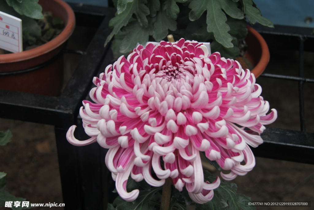 菊花