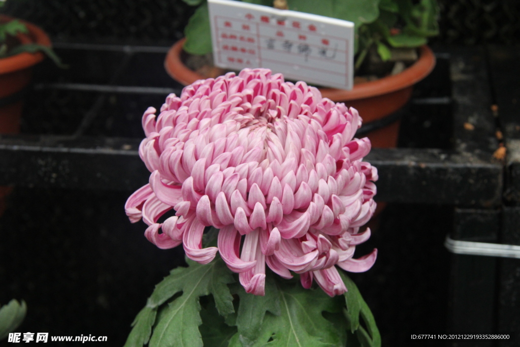 菊花