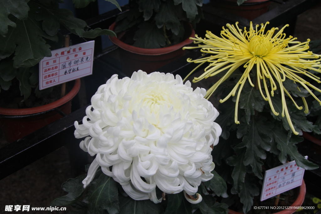 菊花