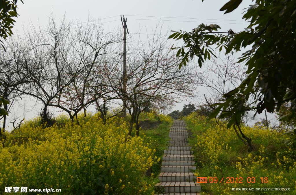 油菜花与路