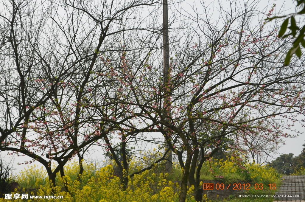 油菜花与樱桃花