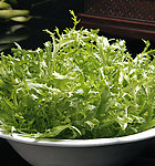 苦菊