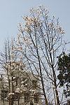 玉兰花开