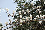 玉兰花枝