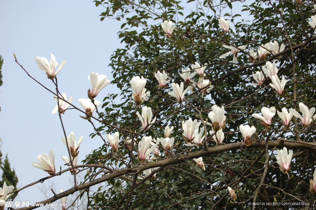 玉兰花枝