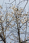 玉兰花