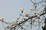 空中玉兰