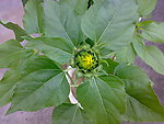 向日葵花苞