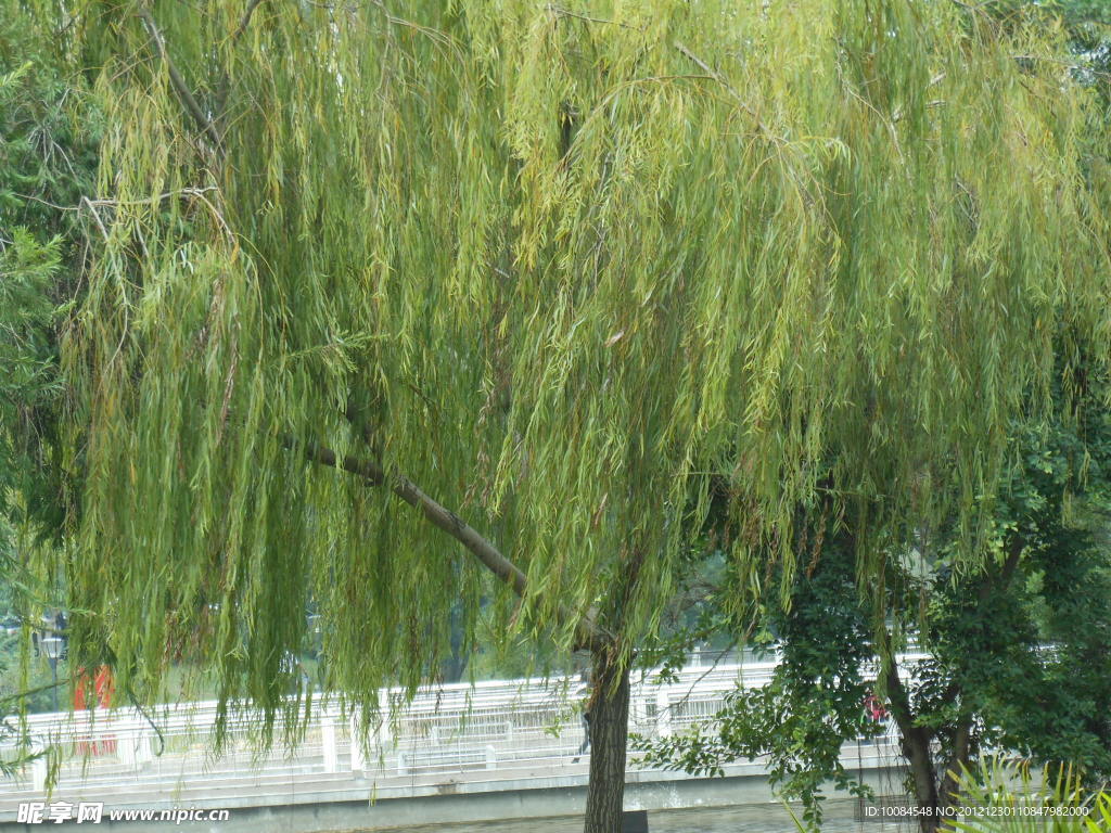 垂柳