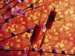 新年