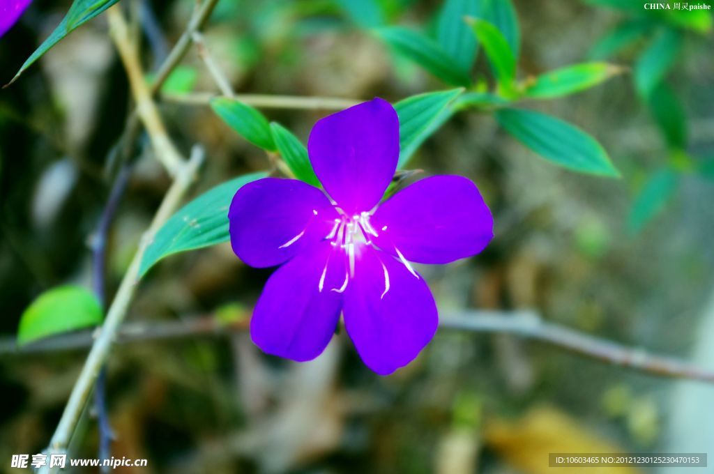 野山花 紫色花