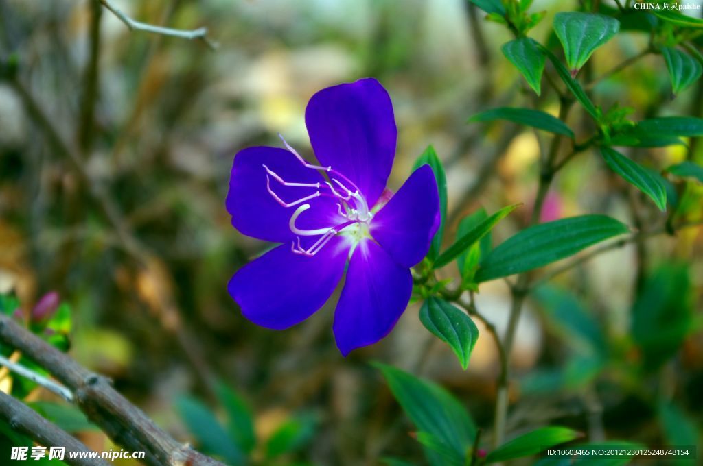花草灌木 野山花