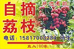 荔枝