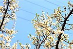 梨花