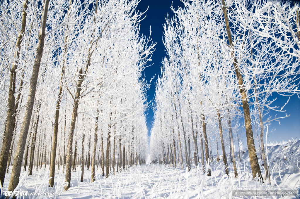 美丽雪景