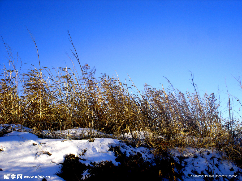 雪野