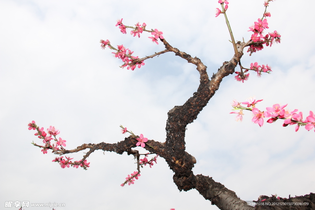 桃花