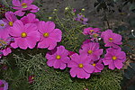 格桑花