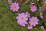 格桑花