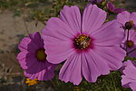 格桑花