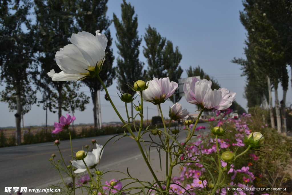 格桑花