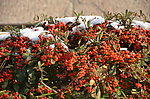 雪里火棘果