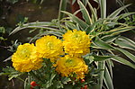 花毛茛