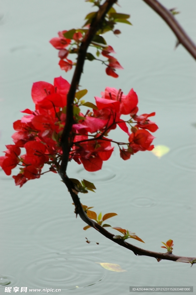 三角花