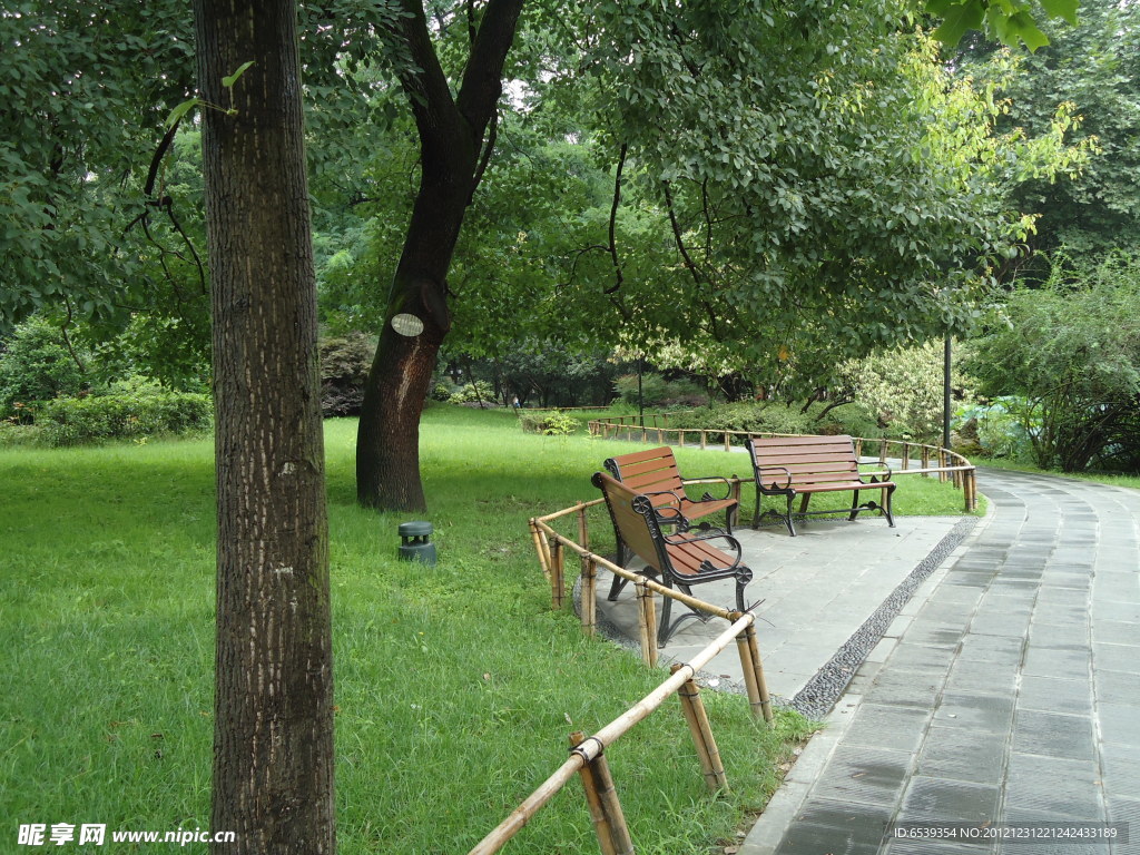 公园里的椅子和树
