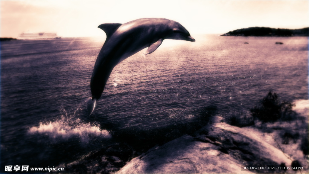 海豚
