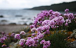 红色花海