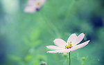 粉色小花