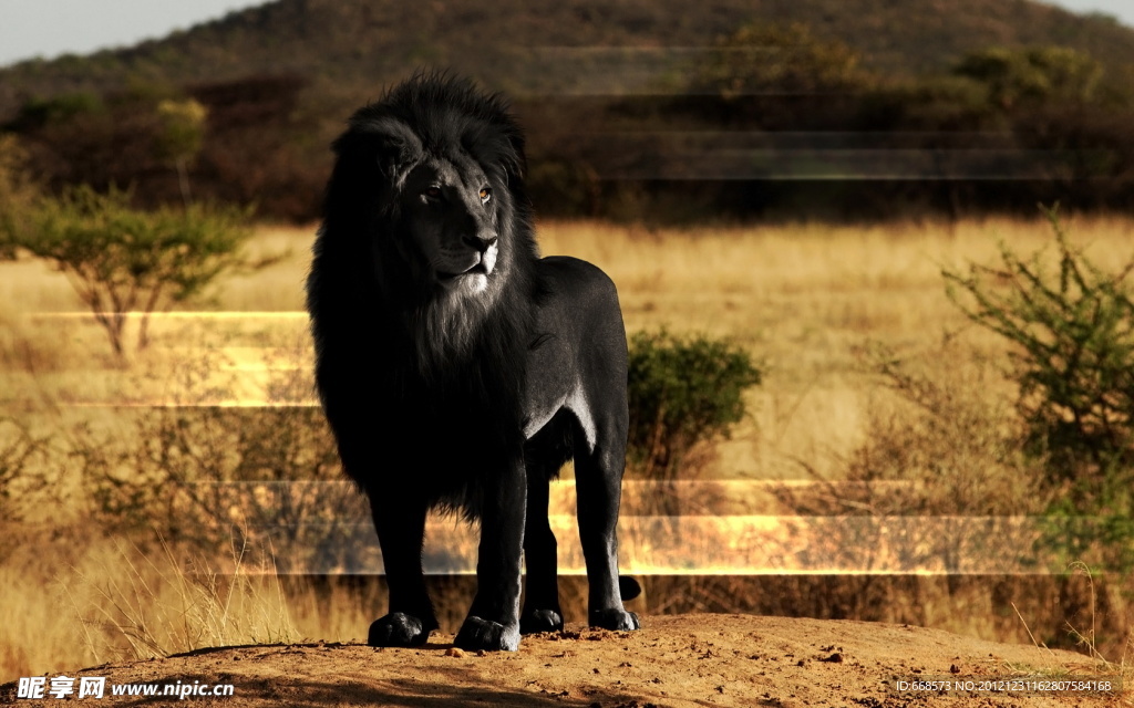 黑色狮子