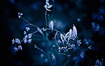 夜晚的鲜花