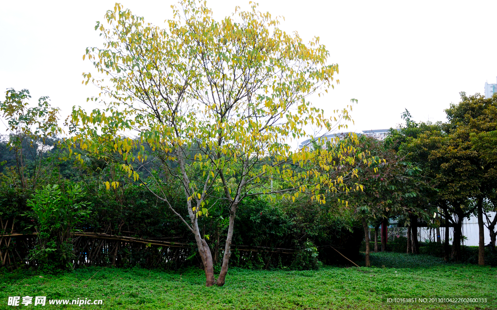黄叶树