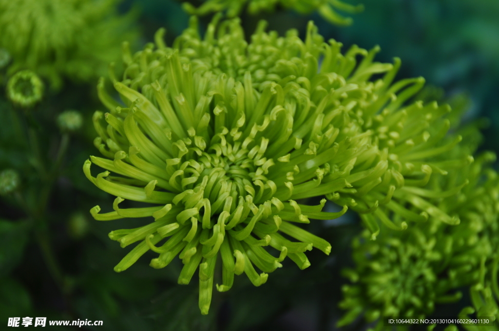 绿色菊花 丝菊