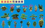盆栽 花 园林 招牌