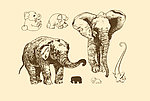动物图案 大象